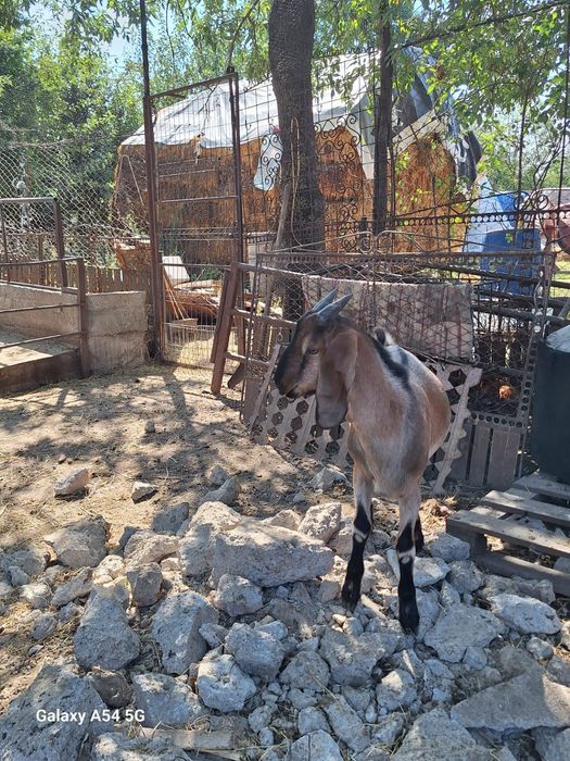 Vând țapi anglo danubieni