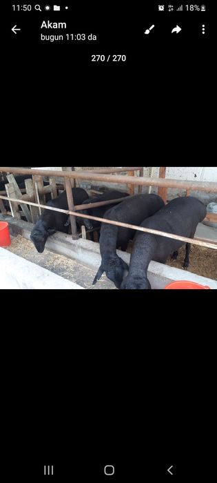 Qurbonlikka semiz qochqorlar