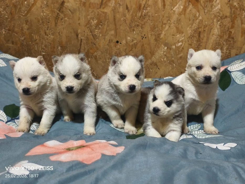 Продам щенков сибирской хаски.