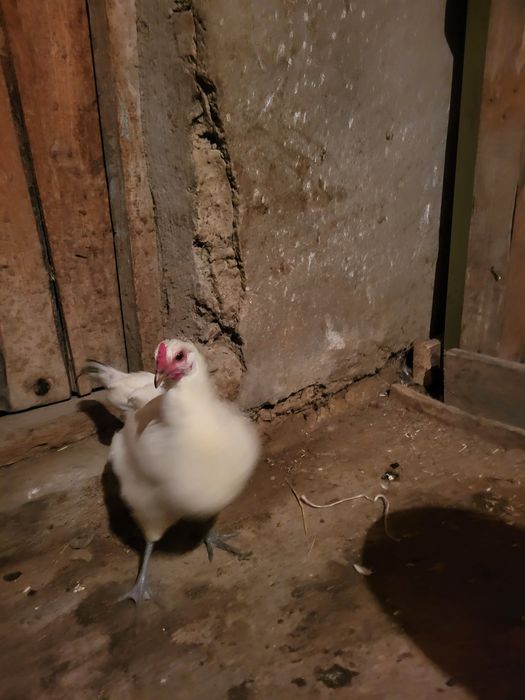 Осы тауықтар сатылады