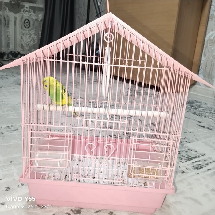 Срочно продам попугай