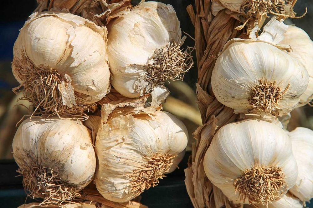 Usturoi de Vara Romanesc - Popesti- Giurgiu