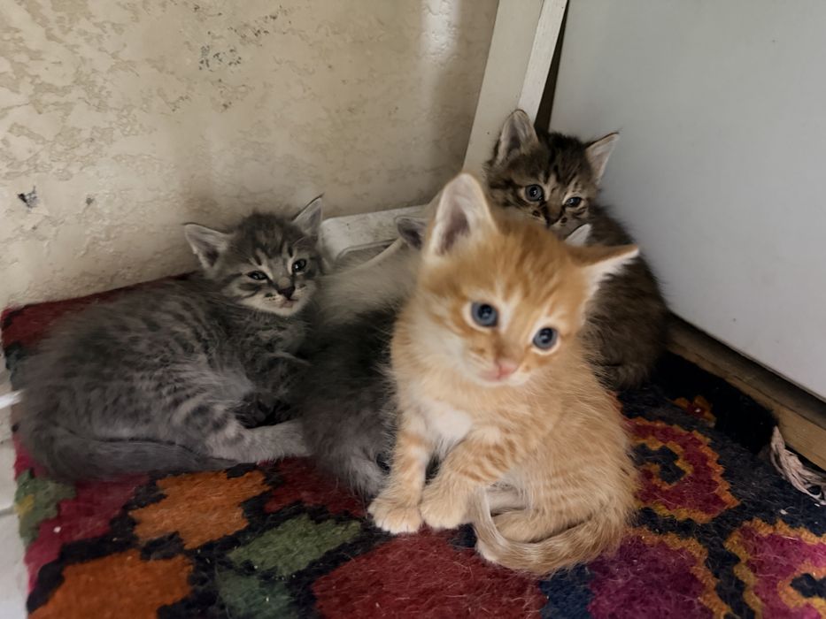 Отдам котят в добрые руки