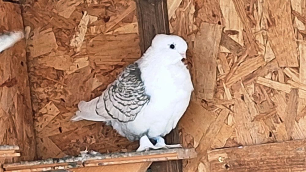 Vand satineti misirli