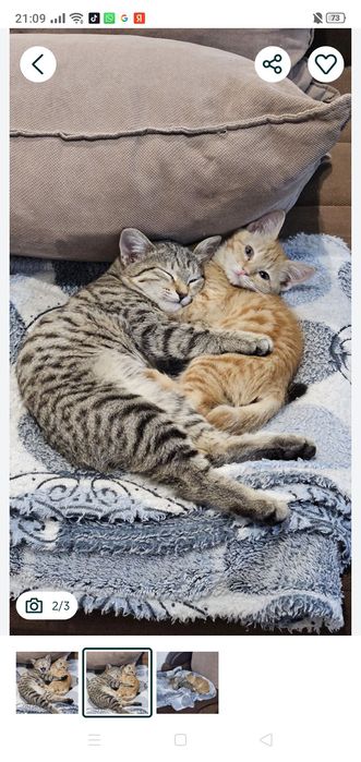 Пристраиваются котятя