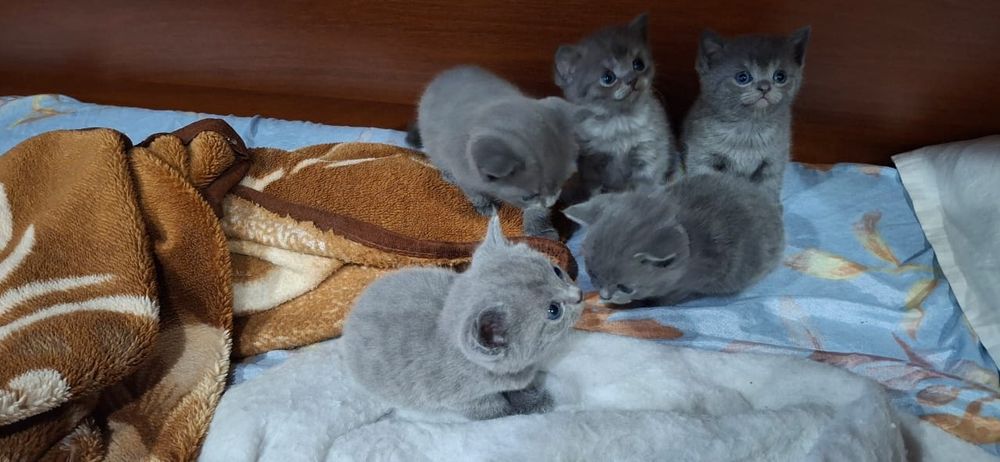 Котята  британские короткошерстые