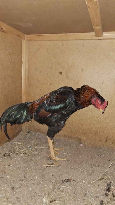 Дакан Тулле йахшиси йири нарса бут бутун