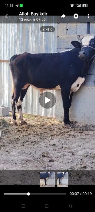 2 ta buqa sotiladi yoshiga tulgan