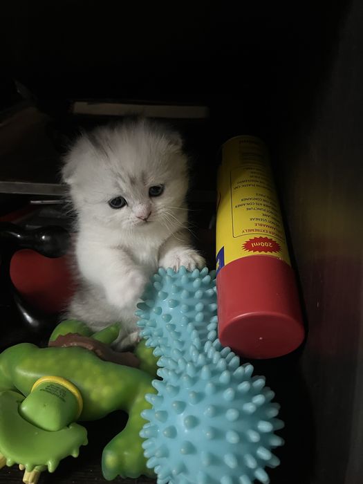 Котята породистые