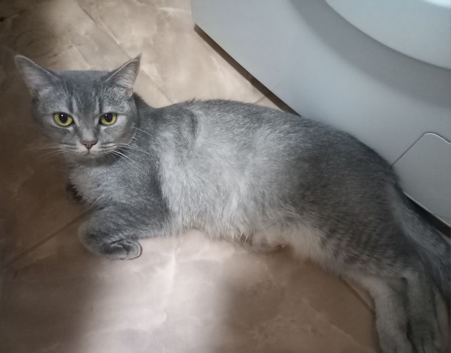 Продажа котёнка.