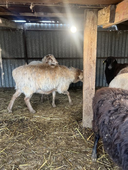 Бараны  продам звоните