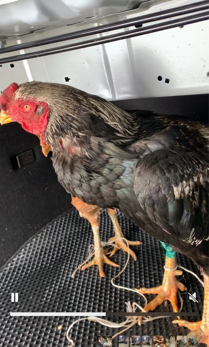 Продам пару бойцов петух и курица