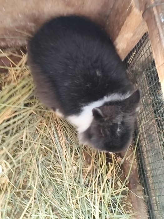 Vînd iepurași pitici.