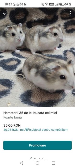 Vând hamsteri pereche și 2 pui