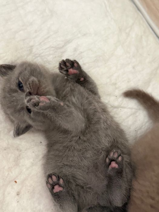 британские котята