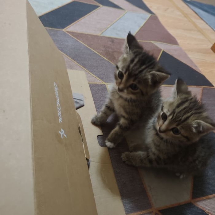 Отдам Котенки в хорошие руки