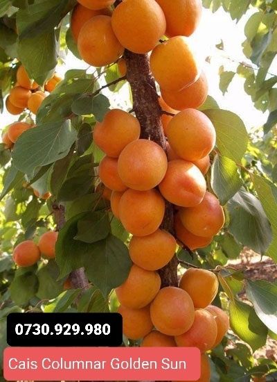 Pomi Fructiferi Columnari anul 3 calitate superioară