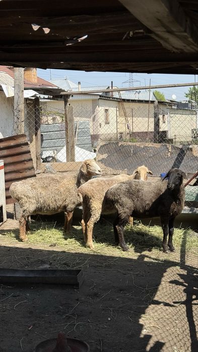 Продам 3-х маток котные