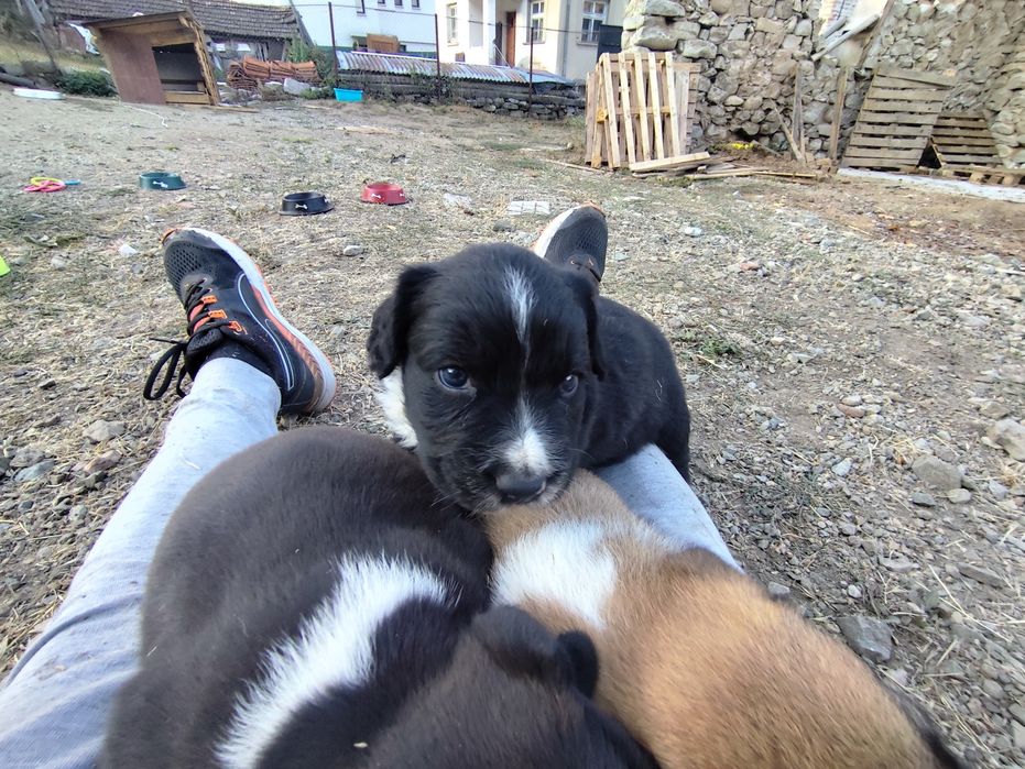 женски кученченца на 1 месец търсят любящи собственици