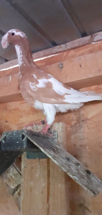 Vând porumbei germani de frumusete