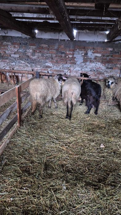 Vand 2 oi un berbecut de anul trecut si o capra stearpa