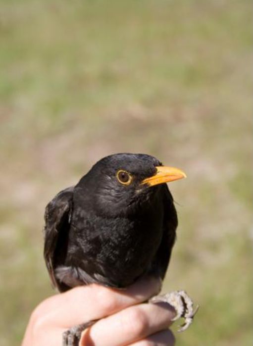Чёрный дрозд сотилади