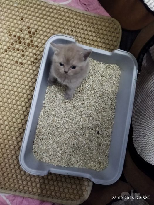 Шотланские котята
