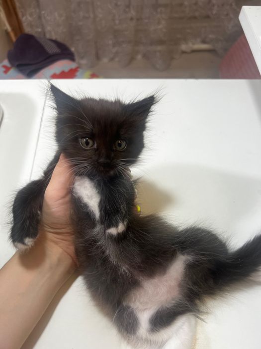 Отдам котенка в добрые руки