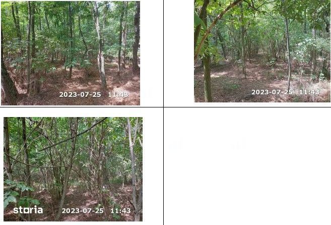 Teren padure, cota de 1/48 Horgesti, ID: R2325871