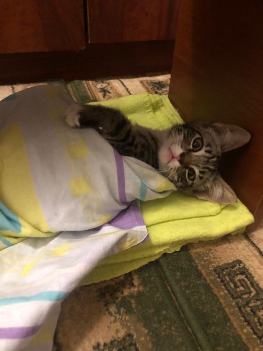 Отдам котенка в добрые руки