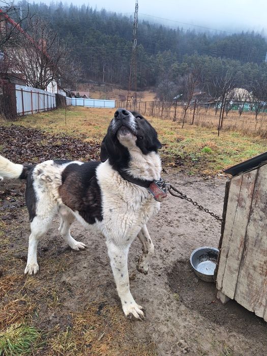 Donez metis  ciobanesc bucovina