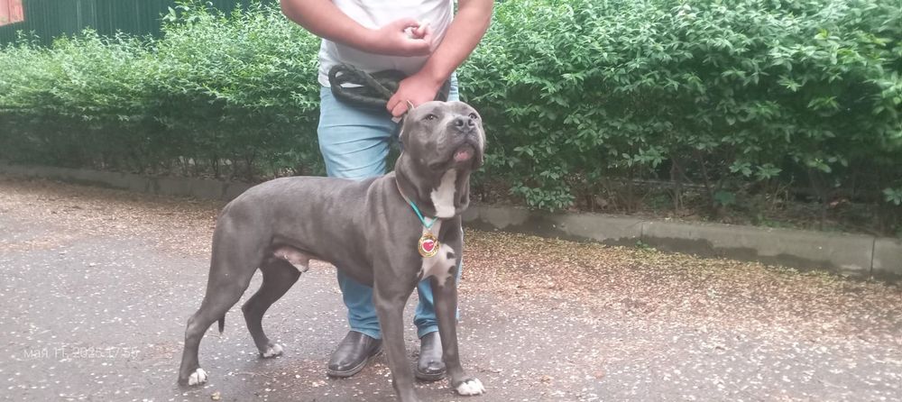 Стафордширский терьер.Вязка