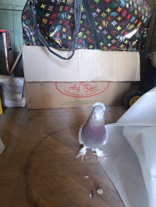 Голубка лет есть