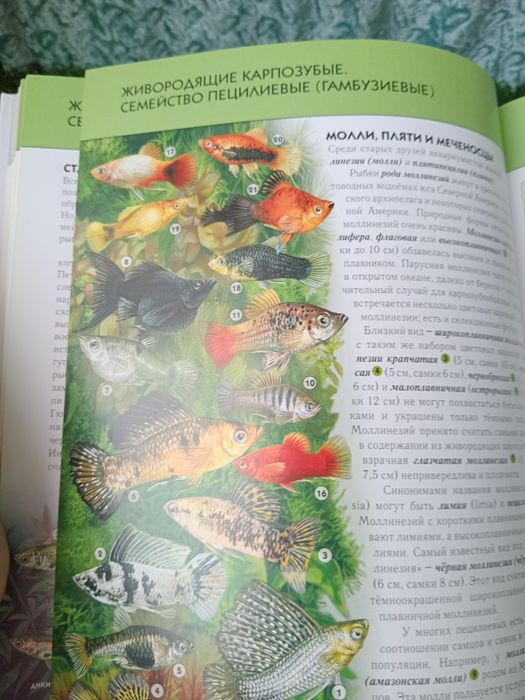 Аквариумы рыбки.