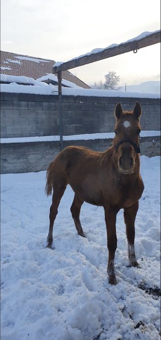 Лошадь жеребенок тай