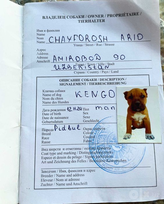 Pidbull sotiladi sog'lom aqlli