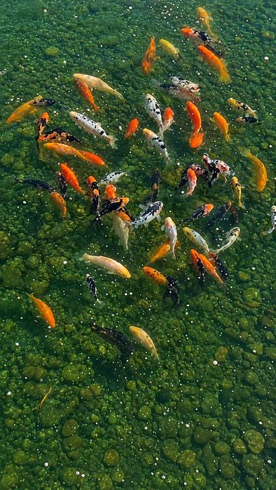 Crap Koi de vânzare