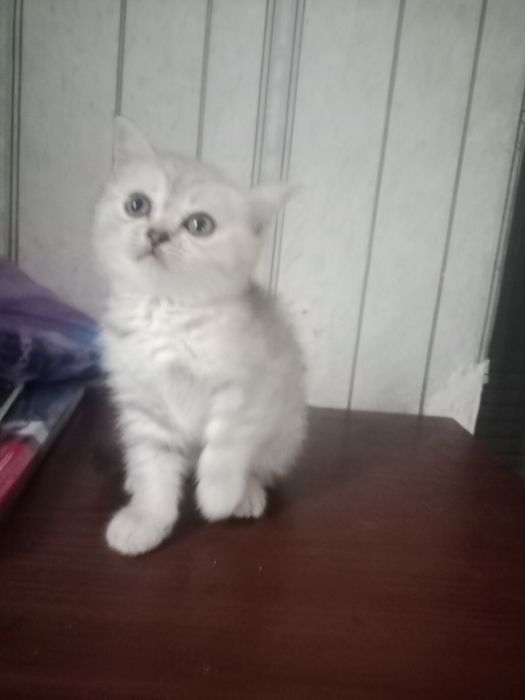 Продам вислоухих котят.