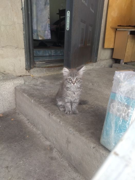 Котёнок, мальчик, 3 мес. Ищет хозяина.