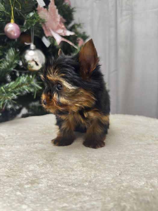 Mascul Rasa Yorkshrie Terrier - O Bijuterie Adevarata