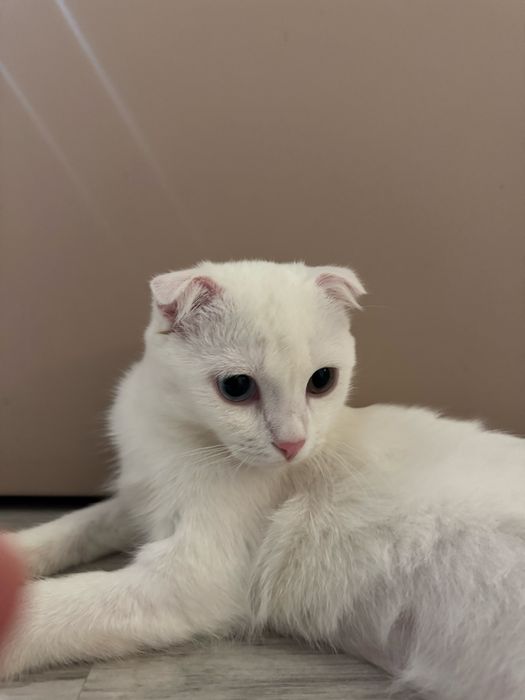 Отдам кота в добрые руки