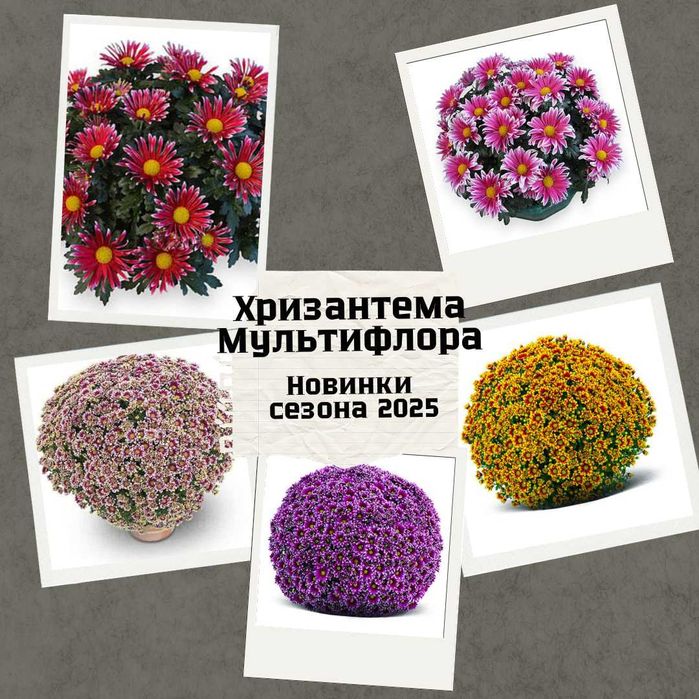Еврочеренки хризантемы мультифлора