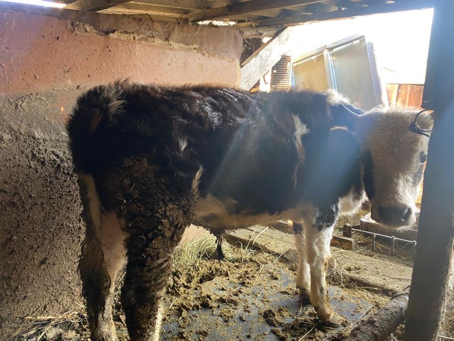 Продам бычков годовалых