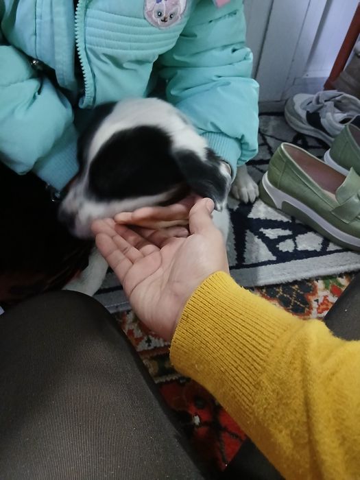 Тоза кучукча кизча яхши одамга берамиз