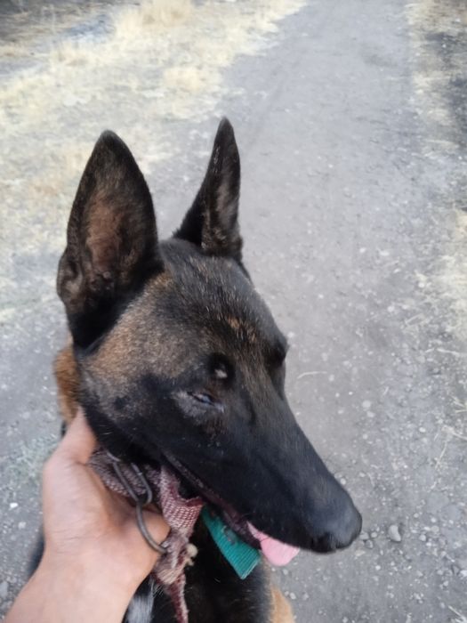 Kievda guruh jinsiy aloqa uchun yigit qidirmoqda