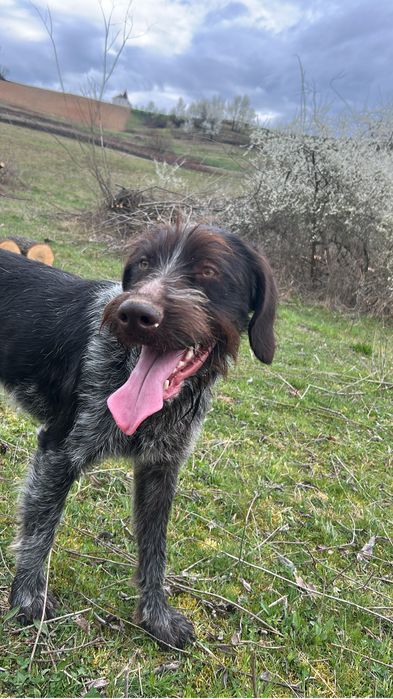 Disponibil mascul 12 luni