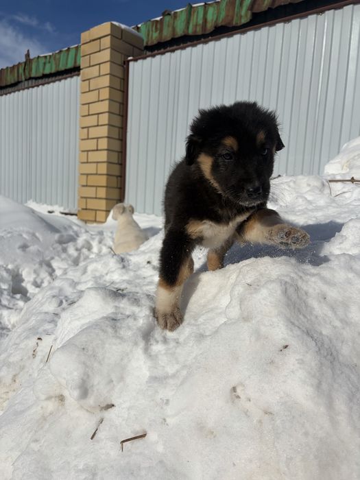 Щенки в добрые руки