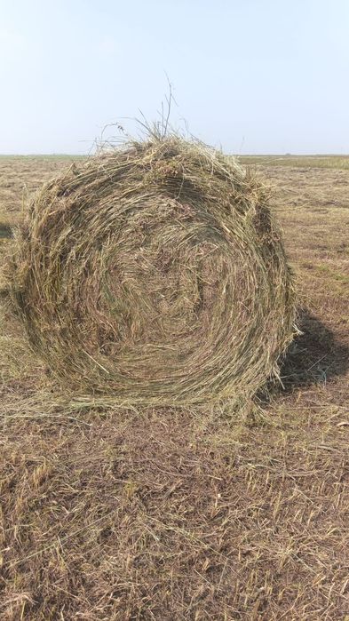 Продам сено в рулонах!
