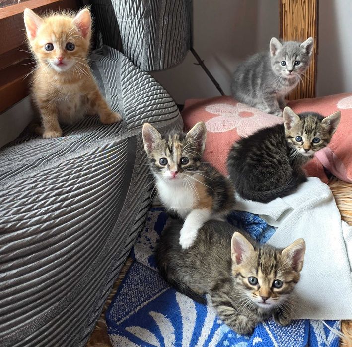 Красиви котета с навици за живот в домашна среда!