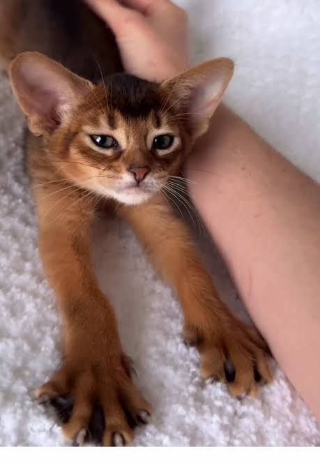Абиссинские клубные котята